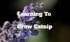 Learning To Grow Catnip