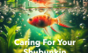 Caring For Your Shubunkin Fish