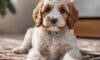 Cavapoo Shedding: Understanding Their Coat Care Needs