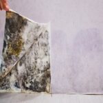 Mould Growth Speed: Essential Insights Post-Water Damage