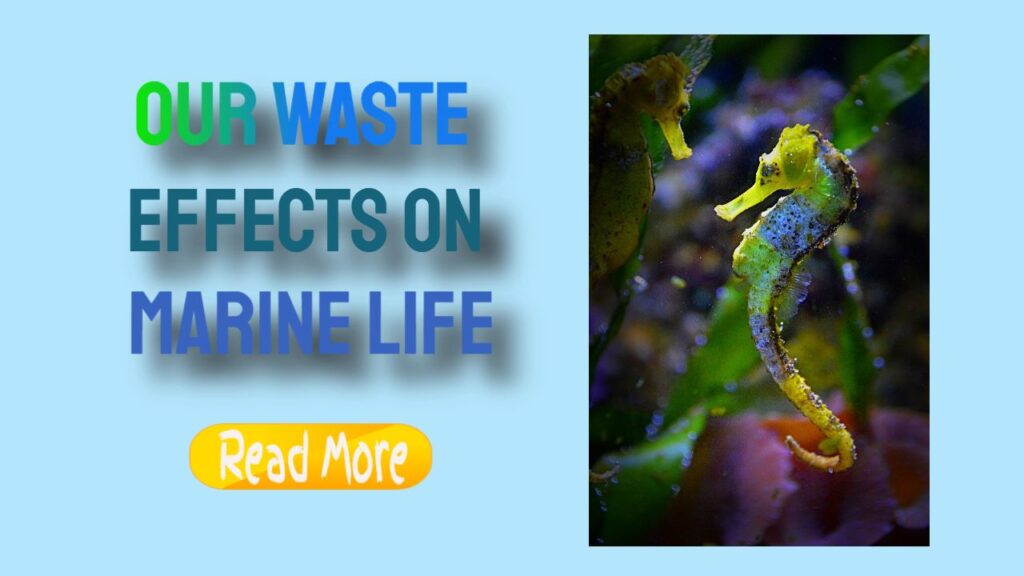 Waste’s Impact on Marine Life: Understanding the Consequences