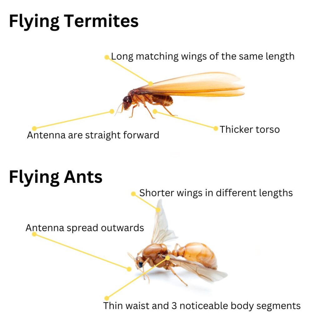 Termite Control: Essential Steps to Combat Flying Termites