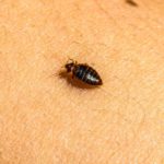 Identification, Treatment, and Prevention of Bed Bug Infestations