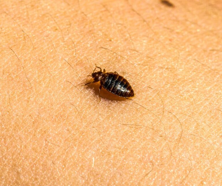 Identification, Treatment, and Prevention of Bed Bug Infestations