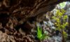Belizean Caves: Discovering Biodiversity and Archaeology