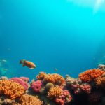 Great Blue Hole Belize: Essential Guide for Diving and Snorkeling