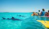 Whale Shark Swimming Tips and Best Times in Belize