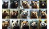Surviving a Bear Attack: Essential Tips You Need to Know