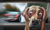 Motion Sickness Remedies for Dogs: Effective Solutions
